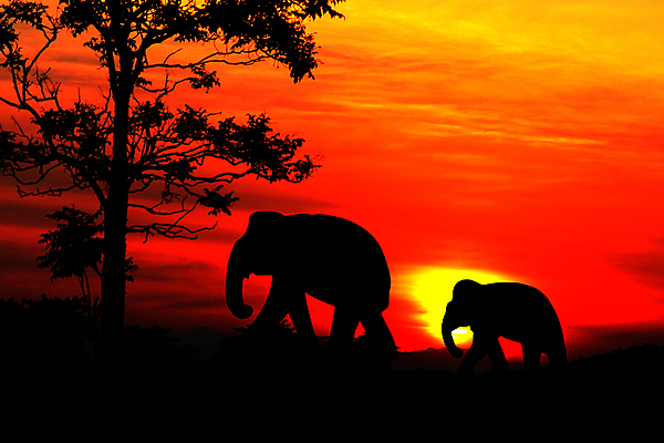 포토 JPG 해외이미지 나무 동물 실루엣 야생동물 여행 백그라운드 이동 오렌지 일러스트 포유류 가족 모션 자연 하늘 아침 코끼리 손바닥 그림자 사람없음 목재 가로 태양 일출 환경 어둠 일몰 새벽 산책 그룹 군중 저녁 숲 큼 사파리 코코넛 케냐 내추럴 사바나 카피스페이스 해외포토 주간 자연요소 식물 손 컨셉 과일 재료 관계 아프리카 휴식 촬영기법 사람 노을 공백 야간 크기 생태계 파일형식 이미지허브