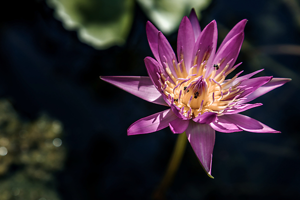 포토 JPG 해외이미지 식물 꽃잎 꽃 호수 분홍색 백그라운드 잎 꽃무늬 자연 사람없음 초록색 물 뷰티 환경 정원 보라색 벚꽃 흰색 연못 개화 질감 대야 내추럴 해외포토 자연요소 컬러 무늬 생태계 파일형식 이미지허브
