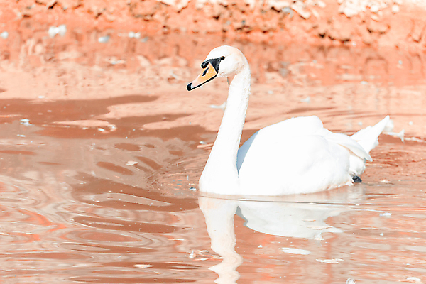 포토 JPG 해외이미지 주간 한마리 호수 사람없음 야외 백조 해외포토 자연요소 1 조류 파일형식 이미지허브