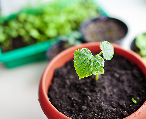 포토 JPG 해외이미지 식물 화초 잎 오이 사람없음 흙 원예 모종 해외포토 채소 취미 파일형식 이미지허브