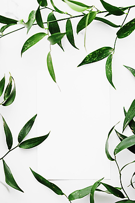 포토 JPG 해외이미지 종이 잎 프레임 사람없음 흰배경 카피스페이스 보테니컬아트 해외포토 식물 백그라운드 공백 흰색 파일형식 이미지허브