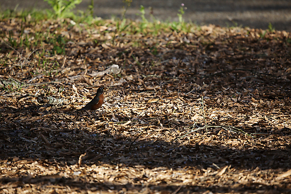 포토 JPG 해외이미지 동물 척추동물 야생동물 과학 백그라운드 잎 날개 자연 조류 생물 풍경 잔디 사람없음 야외 가로 뷰티 환경 다양 행운 보호 작음 깃털 검색 생태계 생물학 장면 리빙 내추럴 동물상 땅바닥 생태학 해외포토 식물 교육 다수 컨셉 바닥 조형물 크기 파일형식 이미지허브
