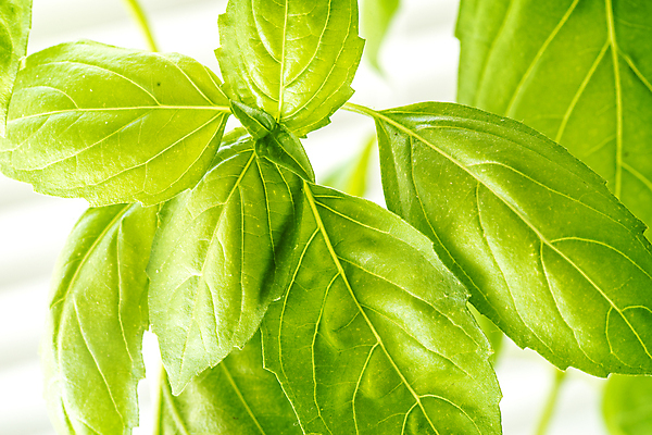 포토 JPG 해외이미지 식물 음식 백그라운드 잎 농업 채소 재료 자연 건강 요리 사람없음 초록색 주방 정원 이탈리아 샐러드 성장 신선 양념 맛 다발 허브 향신료 유기농 원예 날것 아로마 향 바질 내추럴 뒤뜰 채식주의자 해외포토 웰빙 유럽 산업 컬러 컨셉 취미 생태계 채식 향미료 파일형식 이미지허브