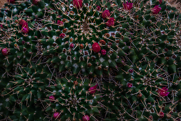 포토 JPG 해외이미지 나무 식물 꽃 분홍색 백그라운드 잎 꽃무늬 패턴 자연 선인장 건조 사람없음 야외 빨간색 초록색 여름 컬러풀 뷰티 정원 봄 벚꽃 나뭇가지 신선 내추럴 밭일 해외포토 계절 컬러 무늬 생태계 파일형식 이미지허브