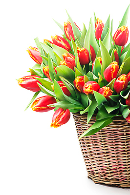 포토 JPG 해외이미지 여러송이 잎 봄꽃 실내 사람없음 튤립 흰배경 담기 꽃바구니 해외포토 식물 꽃 다수 백그라운드 모션 내부 바구니 봄 흰색 파일형식 이미지허브