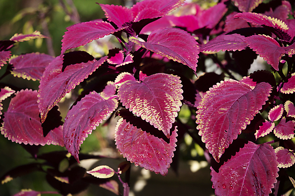 포토 JPG 해외이미지 백그라운드 잎 사람없음 야외 트렌드컬러 비바마젠타 해외포토 식물 컬러 파일형식 이미지허브