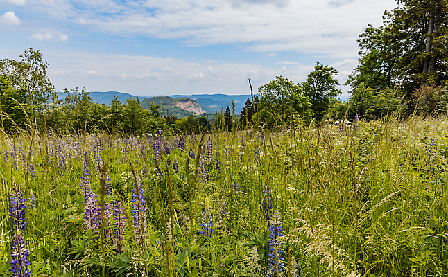 포토 JPG 해외이미지 식물 계절 꽃 유럽 길 밭 농업 자국 자연 하늘 산 사람없음 야외 초록색 파란색 뷰티 농장 환경 성장 시골 낟알 밀 폴란드 해외포토 나라 산업 컬러 곡류 생태계 파일형식 이미지허브