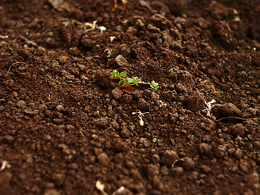 포토 JPG 해외이미지 식물 계절 백그라운드 잎 채소 자연 표면 새로움 사람없음 초록색 갈색 새싹 환경 정원 흙 봄 성장 신선 작음 묘사 싱글 유기농 원예 질감 내추럴 땅바닥 생태학 온실 처음 해외포토 웰빙 교육 컬러 컨셉 바닥 취미 크기 생태계 파일형식 이미지허브