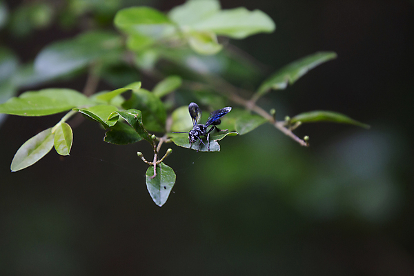 포토 JPG 해외이미지 동물 야생동물 과학 곤충 백그라운드 잎 날개 자연 생물 안테나 풍경 사람없음 야외 가로 초록색 빛 환경 검은색 다양 성장 황무지 오르간 보호 말벌 흉부 생물학 좁은 육식동물 장면 진흙 리빙 내추럴 동물상 생태학 그리너리 해외포토 식물 교육 컬러 다수 컨셉 통신 조형물 건반악기 호흡기관 벌_곤충 생태계 파일형식 트랜드컬러 이미지허브