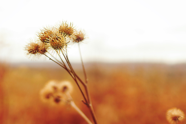 포토 JPG 해외이미지 식물 계절 꽃 줄기 컨셉 날씨 아이디어 건조 건강 사람없음 가로 빛 컬러풀 갈색 침묵 고요 가시 고독 소프트포커스 싱글 부드러움 애도 시들음 엉겅퀴 내추럴 종료 창백 벌거벗은 취급주의 파스텔톤 해외포토 감정 컬러 촬영기법 경고 소리 감각 파일형식 이미지허브