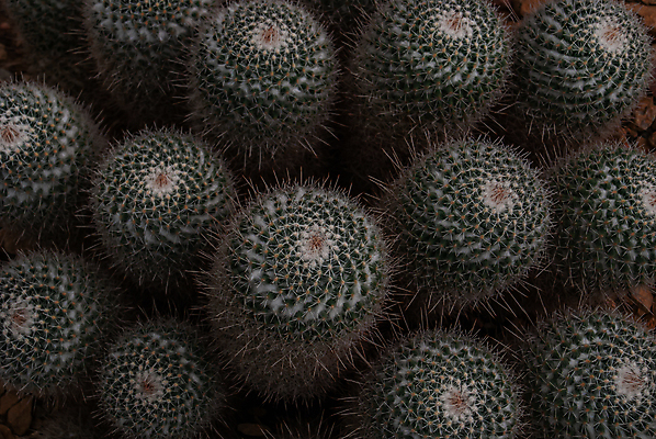 포토 JPG 해외이미지 식물 꽃 음식 백그라운드 꽃무늬 패턴 과일 태국 자연 선인장 건조 건강 동양인 사람없음 초록색 노란색 정원 사막 나뭇가지 신선 가시 시장 달콤 질감 내추럴 밭일 해외포토 나무 아시아 컬러 무늬 인종 맛 생태계 파일형식 이미지허브