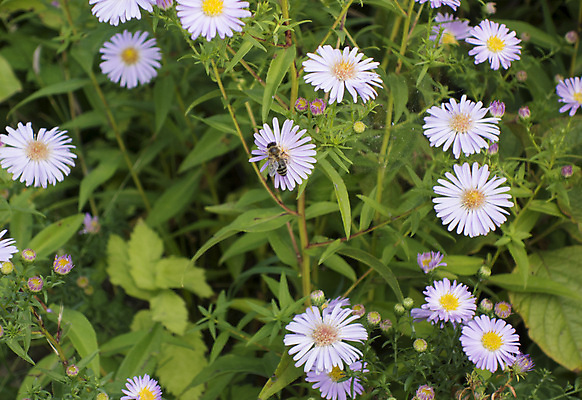 포토 JPG 해외이미지 식물 꽃 종류 사람없음 장식 컬러풀 정원 신선 향기 해외포토 컬러 냄새 파일형식 이미지허브
