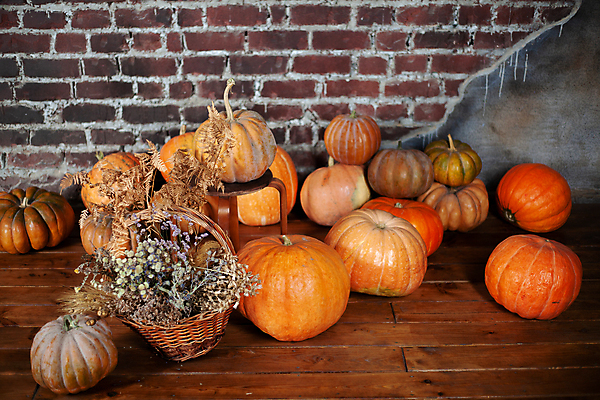 포토 JPG 해외이미지 계절 음식 백그라운드 컨셉 농업 채소 오렌지 자연 호박 휴가 바닥 건강 사람없음 목재 장식 노란색 정원 축제 할로윈 수확 신선 닫기 유기농 추수감사절 10월 내추럴 해외포토 나무 웰빙 산업 기독교 컬러 과일 재료 모션 날짜 생태계 파일형식 이미지허브