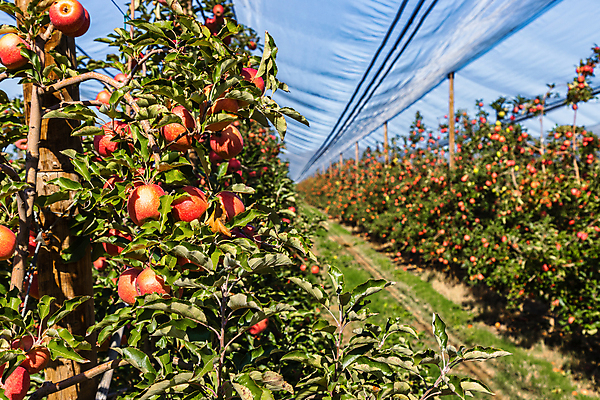 포토 JPG 해외이미지 나무 식물 계절 음식 잎 농업 과일 자연 건강 사람없음 야외 빨간색 초록색 농장 농경지 정원 맑음 수확 나뭇가지 시골 신선 사과 과수원 유기농 원예 내추럴 숙성 세련 해외포토 웰빙 산업 컬러 날씨 취미 생태계 파일형식 이미지허브
