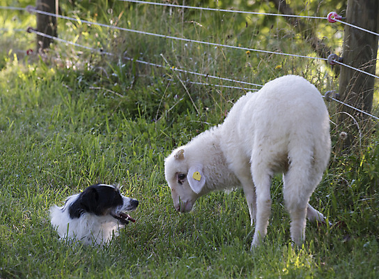 포토 JPG 해외이미지 동물 농업 산 건강 사람없음 경제 반려동물 농장 가축 신선 양 오스트리아 양치기 개 군중 농부 순수 알프스 나무껍질 토막 양모 밭일 해외포토 나무 직업 유럽 산업 컨셉 포유류 사람 껍질 직물 파일형식 이미지허브