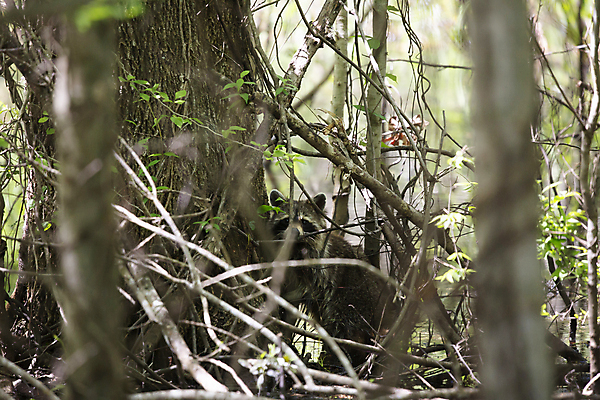 포토 JPG 해외이미지 동물 척추동물 야생동물 과학 잎 포유류 자연 생물 털 사람없음 야외 가로 물 환경 다양 개울 황무지 보호 숲 모피 생물학 리빙 내추럴 동물상 민물 삼림지대 생태학 숨기 생존 해외포토 자연요소 식물 교육 다수 컨셉 모션 강 조형물 생태계 파일형식 이미지허브