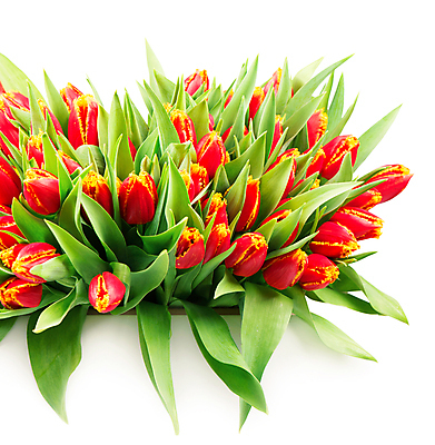 포토 JPG 해외이미지 여러송이 잎 봄꽃 실내 사람없음 튤립 가득함 흰배경 해외포토 식물 꽃 다수 백그라운드 내부 봄 흰색 파일형식 이미지허브