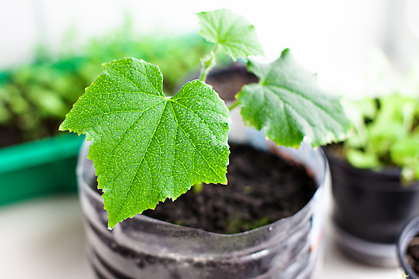 포토 JPG 해외이미지 식물 화초 잎 오이 사람없음 흙 원예 모종 해외포토 채소 취미 파일형식 이미지허브