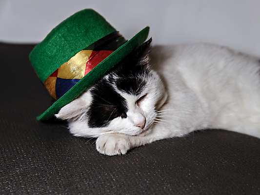 포토 JPG 해외이미지 동물 포유류 털 따뜻함 사람없음 초록색 반려동물 고양이 회색 흰색 모피 양모 거짓말 해외포토 컬러 직물 파일형식 이미지허브