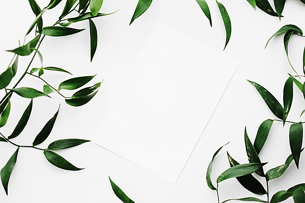 포토 JPG 해외이미지 종이 잎 프레임 사람없음 흰배경 카피스페이스 보테니컬아트 해외포토 식물 백그라운드 공백 흰색 파일형식 이미지허브