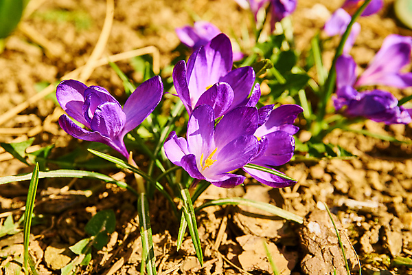 포토 JPG 해외이미지 식물 계절 공원 꽃잎 꽃 꽃다발 백그라운드 잎 겨울 꽃무늬 자연 휴가 부활절 사람없음 야외 초록색 뷰티 노란색 환경 정원 보라색 냉동 봄 추위 성장 벚꽃 신선 개화 4월 다발 속도 서리 내추럴 고립 사프란 생태학 해외포토 공공시설 교육 기념일 컬러 무늬 날짜 향신료 생태계 파일형식 이미지허브