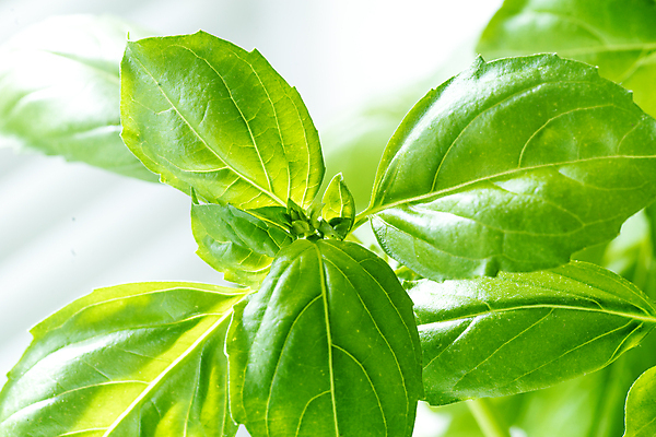 포토 JPG 해외이미지 식물 음식 백그라운드 잎 농업 채소 재료 자연 건강 요리 사람없음 초록색 주방 정원 이탈리아 샐러드 성장 신선 양념 맛 다발 허브 향신료 유기농 원예 날것 아로마 향 바질 내추럴 뒤뜰 채식주의자 해외포토 웰빙 유럽 산업 컬러 컨셉 취미 생태계 채식 향미료 파일형식 이미지허브