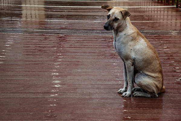 포토 JPG 해외이미지 동물 백그라운드 컨셉 거리 미술 서기 성인 사람없음 뷰티 도시 개 혼자 해외포토 포유류 모션 문화예술 사람 파일형식 이미지허브