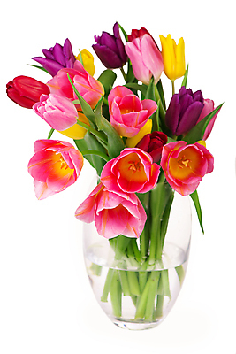 포토 JPG 해외이미지 여러송이 잎 봄꽃 유리 실내 사람없음 꽃병 튤립 흰배경 담기 해외포토 식물 꽃 다수 백그라운드 모션 재질 내부 봄 흰색 파일형식 이미지허브