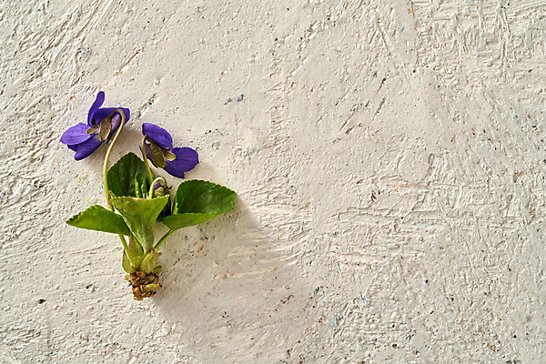 포토 JPG 해외이미지 식물 꽃 벽 백그라운드 컨셉 잎 패턴 표면 추상 사람없음 목재 초록색 보라색 봄 회색 벚꽃 바위 흰색 거친 달콤 약초 허브 제비꽃 질감 시멘트 석고 식용 콘크리트 카피스페이스 해외포토 나무 계절 컬러 무늬 재료 공백 돌_바위 풀_식물 맛 파일형식 이미지허브