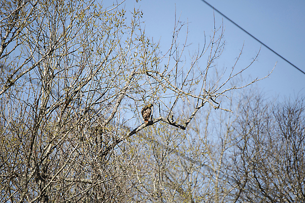 포토 JPG 해외이미지 나무 동물 척추동물 응시 야생동물 과학 날개 자연 조류 생물 앉기 풍경 사람없음 야외 가로 갈색 환경 다양 나뭇가지 황무지 보호 깃털 생물학 꼬리 부리 육식동물 장면 리빙 내추럴 동물상 생태학 해외포토 식물 시선 교육 컬러 다수 컨셉 모션 조형물 생태계 파일형식 이미지허브