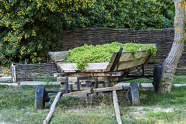 포토 JPG 해외이미지 나무 식물 디자인 계절 공원 꽃 백그라운드 꽃무늬 교통시설 자연 통 풍경 잔디 사람없음 야외 목재 장식 빨간색 초록색 여름 컬러풀 농장 정원 카트 수레 봄 장비 수확 골동품 벚꽃 흰색 시골 침대 바퀴 원예 복고 마차 내추럴 옛날 해외포토 공공시설 교통수단 컬러 가구 교통 무늬 농업 재료 취미 시설 생태계 파일형식 이미지허브