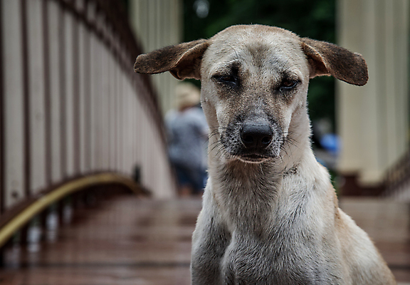 포토 JPG 해외이미지 동물 백그라운드 컨셉 거리 미술 서기 성인 사람없음 뷰티 도시 개 혼자 해외포토 포유류 모션 문화예술 사람 파일형식 이미지허브