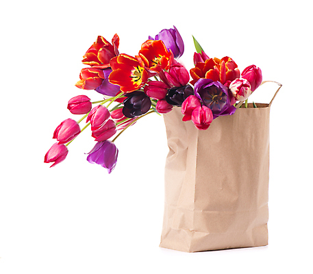 포토 JPG 해외이미지 여러송이 봄꽃 실내 사람없음 종이봉투 쇼핑백 튤립 흰배경 담기 해외포토 꽃 다수 백그라운드 가방 모션 봉투 내부 봄 흰색 파일형식 이미지허브
