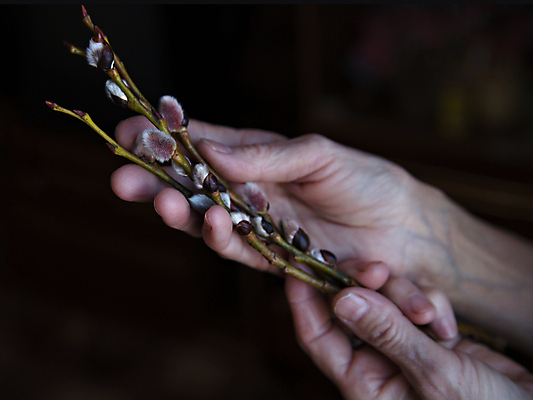 포토 JPG 해외이미지 나무 식물 계절 야생동물 줄기 꽃무늬 자연 사람없음 초록색 파란색 뷰티 노란색 봄 성장 나뭇가지 신선 개화 신장 소프트포커스 4월 모피 버드나무 심볼 향기 부드러움 솜털 생태학 처음 해외포토 동물 교육 꽃 컬러 무늬 촬영기법 감각 날짜 비뇨기관 생태계 냄새 파일형식 이미지허브