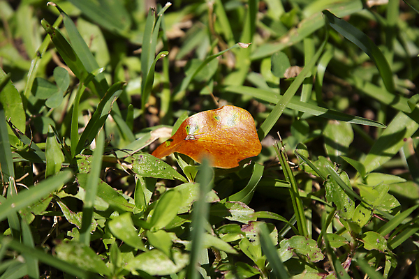 포토 JPG 해외이미지 식물 1 과학 백그라운드 컨셉 잎 자연 생물 건강 사람없음 야외 가로 초록색 뷰티 갈색 환경 다양 성장 죽음 칼날 보호 싱글 유기농 생물학 장면 지역 리빙 내추럴 광합성 땅바닥 생태학 그리너리 해외포토 웰빙 교육 컬러 다수 바닥 생태계 파일형식 트랜드컬러 이미지허브