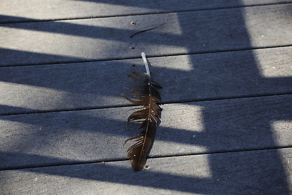 포토 JPG 해외이미지 동물 척추동물 지구 야생동물 과학 컨셉 자연 조류 추상 풍경 사람없음 야외 목재 가로 환경 검은색 행운 황무지 플랫 보호 왼쪽 버리기 깃털 유기농 생물학 장면 부드러움 헛간 내추럴 동물상 생태학 얇은 해외포토 나무 웰빙 교육 컬러 무늬 재료 모션 조형물 감각 방향 생태계 저장고 파일형식 이미지허브