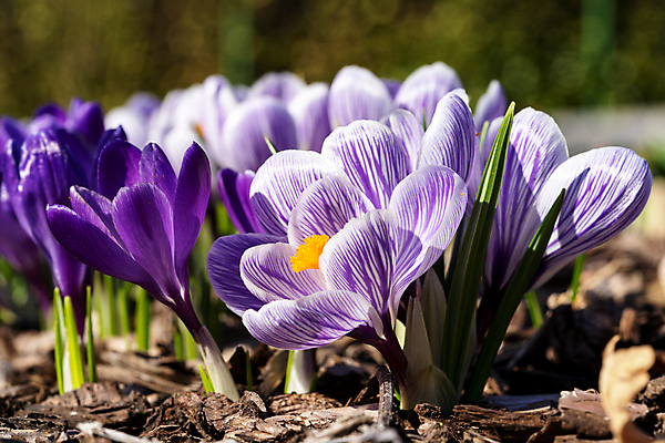포토 JPG 해외이미지 식물 계절 공원 꽃잎 꽃 꽃무늬 자연 사람없음 야외 환경 정원 봄 성장 벚꽃 신선 개화 생태계 원예 화단 내추럴 해외포토 공공시설 무늬 취미 파일형식 이미지허브