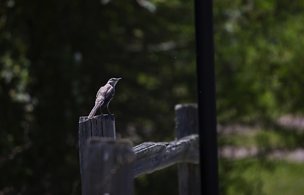 포토 JPG 해외이미지 동물 척추동물 야생동물 과학 백그라운드 날개 자연 조류 생물 풍경 사람없음 야외 목재 가로 초록색 파란색 뷰티 환경 검은색 회색 다양 성장 경계선 보호 깃털 생물학 장면 북쪽 리빙 내추럴 동물상 생태학 그리너리 해외포토 나무 교육 선 컬러 다수 컨셉 재료 조형물 방향 경계 생태계 파일형식 트랜드컬러 이미지허브