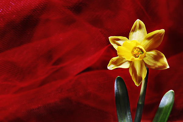 포토 JPG 해외이미지 스튜디오촬영 식물 계절 꽃 꽃무늬 자연 실내 사람없음 빨간색 노란색 봄 벚꽃 신선 개화 꽃집 수선화 정물화 카피스페이스 해외포토 컬러 무늬 내부 상점 공백 그림 생태계 파일형식 이미지허브