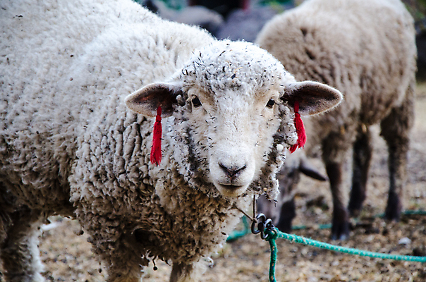 포토 JPG 해외이미지 동물 1 응시 백그라운드 밭 농업 포유류 자연 하늘 새로움 서기 사람 사람없음 야외 가로 초록색 파란색 농장 카메라 가축 흰색 시골 신선 양 그룹 군중 자르기 가득함 슛 양고기 내추럴 양모 거짓말 고립 밭일 혼자 해외포토 시선 산업 컬러 컨셉 모션 육류 전자제품 직물 생태계 파일형식 이미지허브