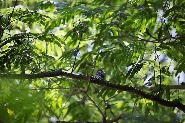 포토 JPG 해외이미지 동물 척추동물 응시 야생동물 과학 백그라운드 잎 자연 조류 생물 사람없음 야외 목재 가로 초록색 뷰티 환경 회색 다양 나뭇가지 황무지 보호 깃털 생물학 장면 동쪽 리빙 내추럴 동물상 생태학 그리너리 해외포토 나무 식물 시선 교육 컬러 다수 컨셉 재료 조형물 방향 생태계 파일형식 트랜드컬러 이미지허브