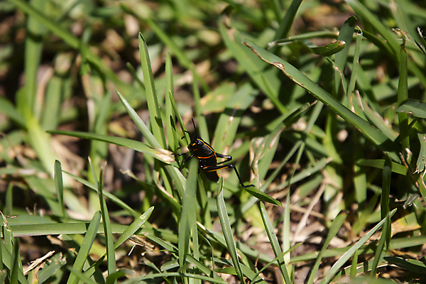 포토 JPG 해외이미지 동물 야생동물 과학 곤충 백그라운드 절지류 자연 초식동물 생물 안테나 사람없음 야외 가로 초록색 환경 다양 성장 칼날 황무지 벌레 보호 작음 흉부 생물학 장면 메뚜기 리빙 내추럴 동물상 땅바닥 생태학 그리너리 해외포토 교육 컬러 다수 컨셉 통신 바닥 조형물 호흡기관 크기 생태계 파일형식 트랜드컬러 이미지허브