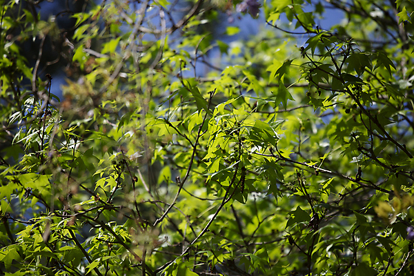 포토 JPG 해외이미지 나무 식물 과학 백그라운드 컨셉 잎 자연 생물 사람없음 야외 가로 초록색 파란색 뷰티 환경 다양 성장 황무지 보호 숲 생물학 장면 리빙 내추럴 광합성 삼림지대 생태학 그리너리 해외포토 교육 컬러 다수 생태계 파일형식 트랜드컬러 이미지허브