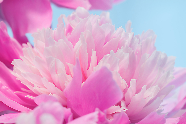 포토 JPG 해외이미지 식물 계절 꽃잎 꽃 꽃다발 백그라운드 꽃무늬 자연 추상 사랑 사람없음 야외 장식 뷰티 정원 꿈 벚꽃 개화 묘사 오브젝트 원예 향기 아로마 작약 파스텔톤 몽환 해외포토 감정 컬러 컨셉 무늬 취미 생태계 냄새 파일형식 이미지허브