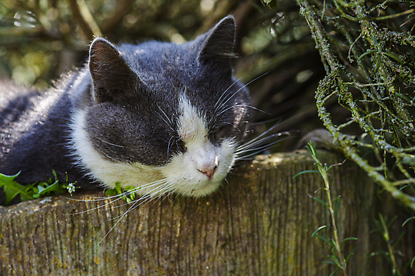 포토 JPG 해외이미지 나무 식물 동물 응시 꽃 백그라운드 꽃무늬 포유류 자연 휴가 휴식 털 사람없음 야외 목재 빨간색 초록색 반려동물 뷰티 정원 고양이 봄 꿈 흰색 잠 달콤 모피 얼룩무늬 솜털 거짓말 기르기 돌봄 해외포토 시선 계절 컬러 컨셉 무늬 재료 모션 맛 생태계 파일형식 이미지허브