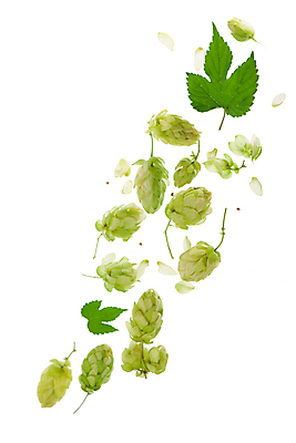 포토 JPG 해외이미지 잎 재료 맥주 사람없음 초록색 홉 해외포토 식물 컬러 주류 파일형식 이미지허브