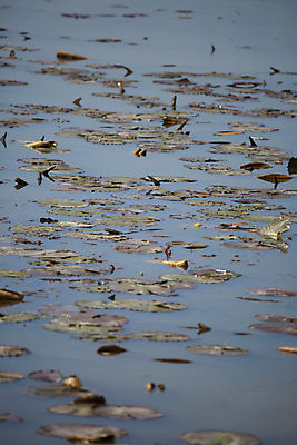 포토 JPG 해외이미지 식물 호수 과학 백그라운드 컨셉 잎 자연 표면 생물 풍경 사람없음 야외 세로 초록색 물 뷰티 환경 젖음 다양 성장 원형 황무지 보호 백합 유기농 생물학 장면 리빙 내추럴 민물 생태학 그리너리 해외포토 자연요소 도형 웰빙 교육 꽃 컬러 다수 생태계 파일형식 트랜드컬러 이미지허브