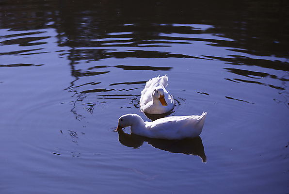 포토 JPG 해외이미지 동물 척추동물 커플 야생동물 과학 2 날개 자연 조류 생물 풍경 사람없음 야외 가로 물 머리 환경 수영 다양 흰색 쌍 황무지 보호 깃털 생물학 부리 수로 장면 목 거위 물새 리빙 계산서 내추럴 동물상 생태학 해외포토 자연요소 교육 컬러 다수 컨셉 관계 신체부위 조형물 수상스포츠 생태계 파일형식 이미지허브