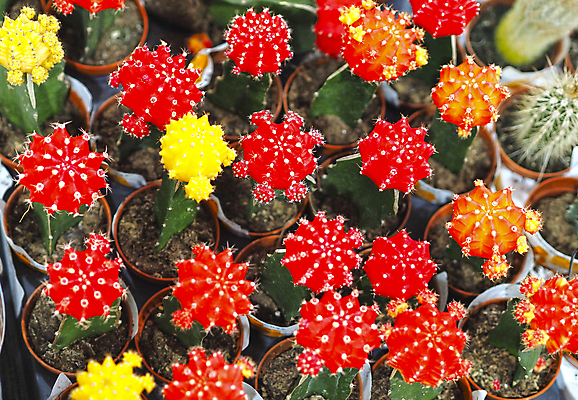 포토 JPG 해외이미지 식물 꽃 자연 사람없음 사막 분재 해외포토 나무 생태계 파일형식 이미지허브