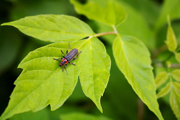 포토 JPG 해외이미지 식물 계절 야생동물 곤충 백그라운드 컨셉 잎 절지류 자연 안테나 사람없음 야외 빨간색 초록색 여름 뷰티 환경 정원 검은색 봄 흰색 벌레 보호 작음 소방관 딱정벌레 콧수염 묘사 내추럴 해외포토 동물 컬러 통신 수염 크기 구조원 소방 생태계 파일형식 이미지허브